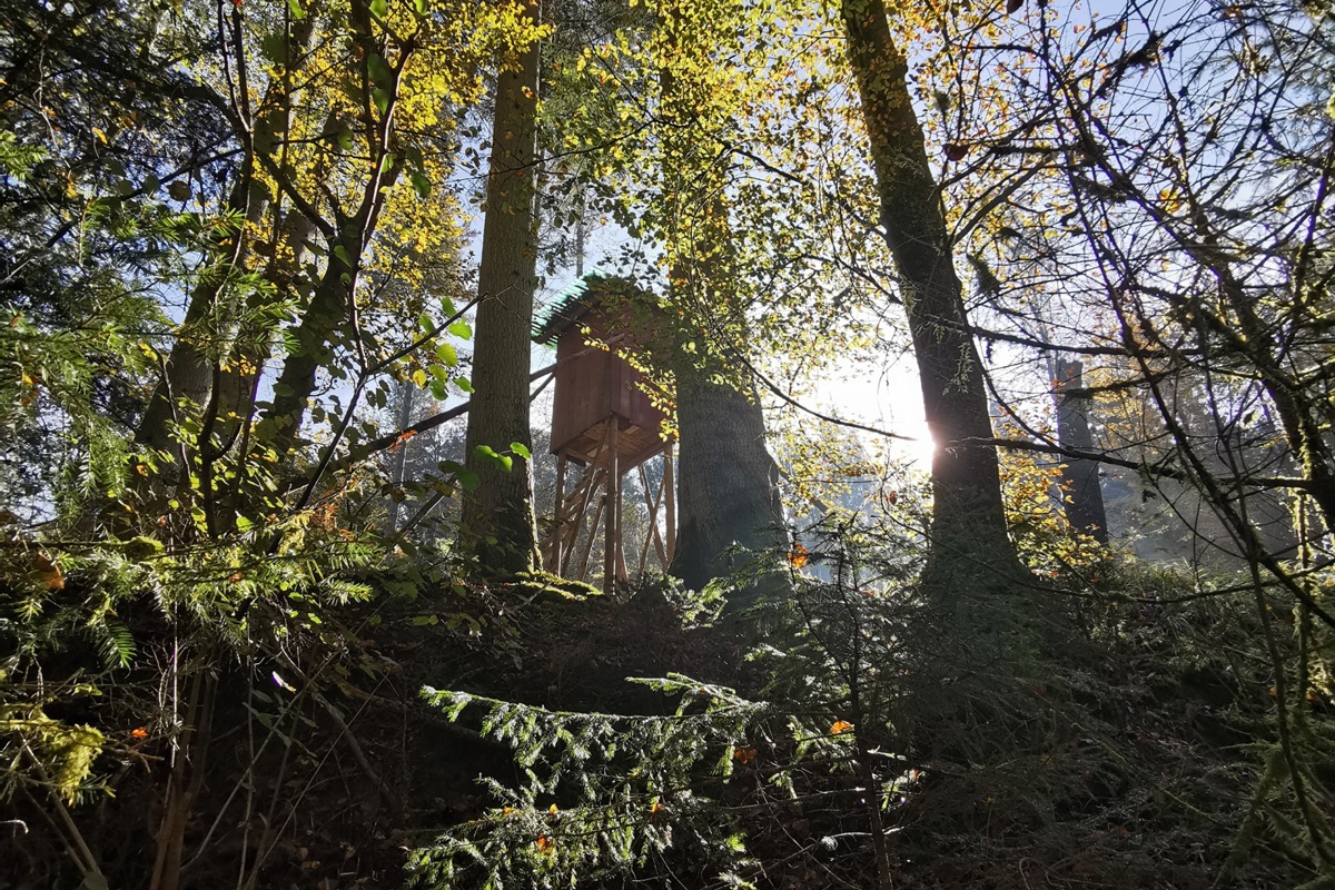 Die Jagdreviere Flaach und Marthalen haben in jüngster Zeit Fälle von Vandalismus erlebt. Zwei Hochsitze…