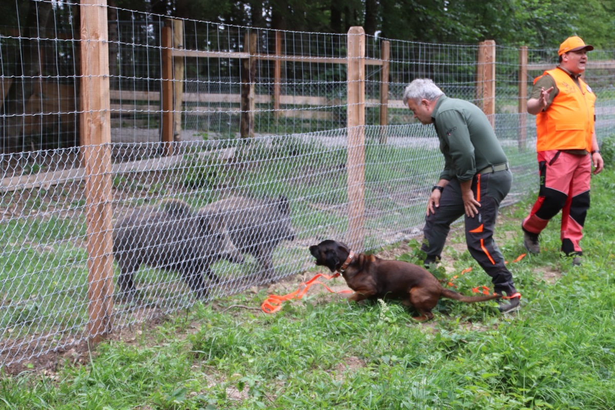 Der Jagdhund wird am Gatter an Schwarzwild gewöhnt.