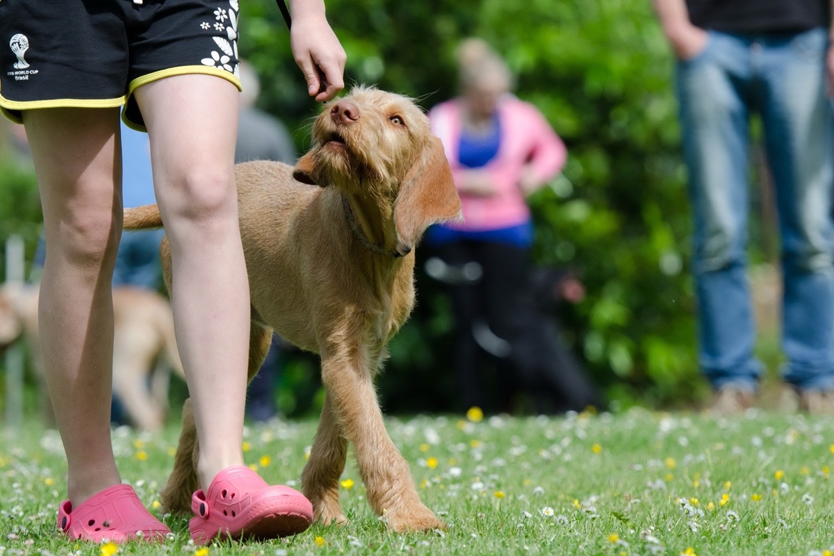 Bisher gibt es im Kanton Zürich zwei obligatorische Hundekurse über insgesamt mindestens 14 Lektionen. Bald soll es nur noch einer über sechs Lektionen sein.