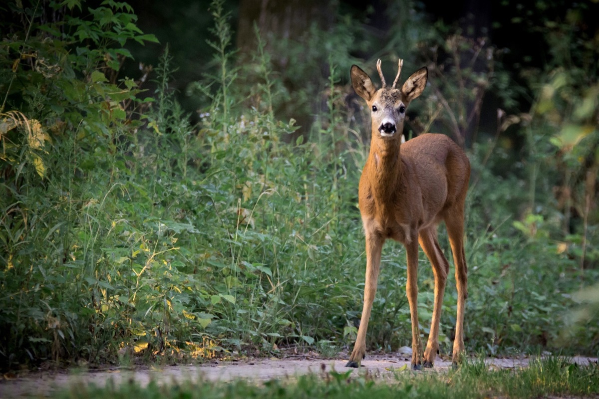 Ab Sonntag wieder in Gefahr: Rehe kollidieren nach der Zeitumstellung vermehrt mit Fahrzeugen.