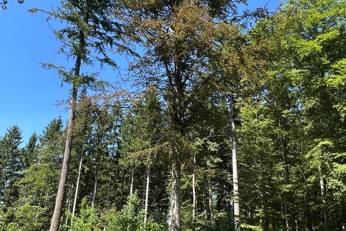 Noch steht die knapp 100-jährige Blutbuche auf der Lichtung im Wald des Stammbergs.