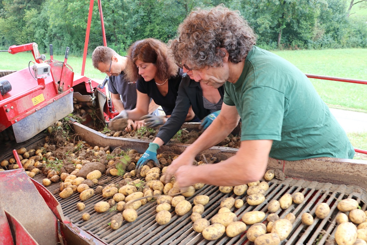 Der Vollernter führt die Kartoffeln über ein Förderband auf den Verlesetisch. Biolandwirt Heinz Höneisen (rechts) sortiert die Steine und Erdklumpen sogar ohne Handschuhe aus.